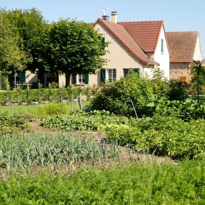 Jardin potager