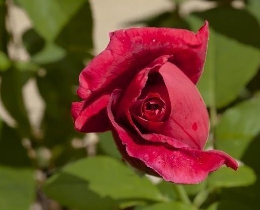 rose rouge chambre d'hote